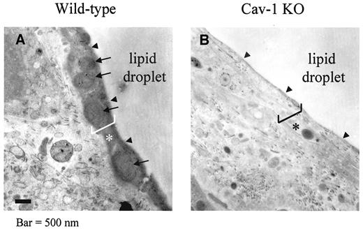 FIG. 7. High-pressure freeze-substitution electron microscopy reveals dramatic defects in the lipid droplet architecture of caveolin-1 (Cav-1) null perigonadal adipocytes. A: Wild type. Analysis of wild-type adipocytes reveals an electron-dense thick band of material surrounding the lipid droplet (arrowheads) containing many mitochondria (arrows). B: Caveolin-1 knockout (KO). Caveolin-1 (−/−) null adipocytes completely lack this electron-dense band (arrowheads). In A and B, the thickness of the wild-type lipid droplet cortex is indicated by a bracket (*). The original magnification is 15,000×. Bar = 500 nm.