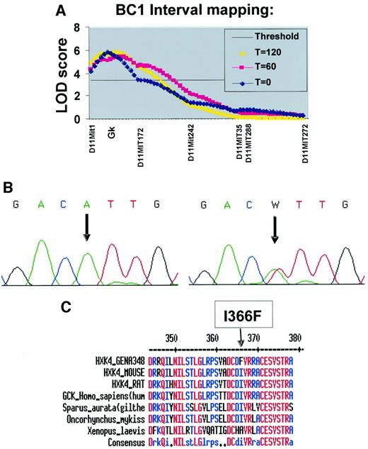 FIG. 2. A: Chromosome 11 interval maps for T0, T60, and T120 plasma glucose showing the LOD scores for each IPGTT subphenotype as a function of map position. B: Gck exon 9 mutation: electropherograms of wild-type C3H/BALB/c sequence (left) and GENA348 founder F1 male sequence (right; note heterozygous T/A base), mutated base is arrowed. C: Alignment of Gck sequence from GENA348, mouse reference sequence (gi:1708365), rat (gi:123902), human (gi:183227), Sparus aurata (gilthead sea bream; gi:7662681), Oncorhynchus mykiss (rainbow trout; gi:7662683), and Xenopus laevis (African clawed frog; gi:1262840).