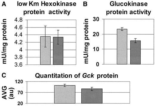 FIG. 3. The effect of the GENA348 I366F Gck gene mutation on Gck enzyme activity. Single-factor ANOVA P values comparing wild-type with heterozygotes are given in parentheses. A: Low Km hexokinase activity (P = 0.96). B: Gck activity (P = 0.001). C: Densitometric quantification of immunodetected Gck in the same mice (P = 0.095). All data are from 12-week-old BC3 male mice, presented as mean ± SE. The numbers of mice represented for wild-type (light gray bars) and heterozygous mutant (dark gray bars) are 7 and 5, respectively.