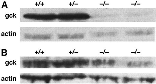 FIG. 5. Reduction of Gck protein in both the liver and the pancreas of homozygous GENA348 mutants. Immunoblots of intercross offspring of the GENA348 line; Gck and actin protein levels in liver (A) and pancreas (B). +/+, BC3 wild-type mouse; +/−, BC3 heterozygous mutant mouse; −/−, two homozygous intercross mutant mice.