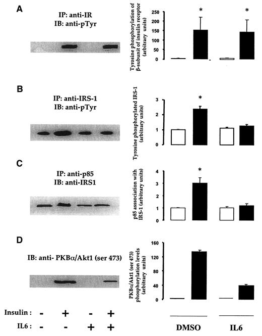 FIG. 1. Effect of IL-6 pretreatment on insulin signaling. Differentiated myotubes were serum starved overnight before being treated with IL-6 (20 ng/ml) for 90 min. Cells were then treated with (▪) or without (□) insulin (100 nmol/l) for 3 (A), 10 (B and C) or 20 (D) min and lysed. The effect of IL-6 on insulin-stimulated tyrosine phosphorylation (pTyr) of the insulin receptor (A) and IRS-1 (B), on insulin-mediated association of the p85α subunit of PI 3-kinase with IRS-1 (C), and on insulin-dependent activation of PKB (D) was measured as described in research design and methods. Blots shown are representative of three (A, C, and D) or four (B) independent experiments. Results are expressed as fold increase over insulin-free basal conditions. Data represent means ± SE. Anti-IR, anti-insulin receptor; IB, immunoblotting; IP, immunoprecipitation. *P < 0.05.