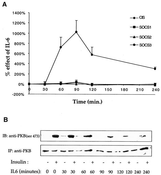 FIG. 2. Time-course effect of IL-6 on SOCS mRNA levels and of insulin action on PKB/Akt serine phosphorylation. Differentiated myotubes were serum starved overnight before being treated with IL-6 (20 ng/ml) for 30, 60, 90, 120, and 240 min. A: Total RNA from each sample was purified and mRNA levels of CIS and SOCS-1, -2, and -3 were quantified by real-time RT-PCR using a light cycler. Plotted data are means ± SE of three experiments. B: After being pretreated with IL-6, cells were incubated with insulin for 20 min and insulin-induced serine phosphorylation of PKB/Akt was measured as described in research design and methods. Blots shown are representative of two independent experiments. IB, immunoblotting; IP, immunoprecipitation.