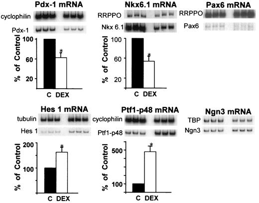 FIG. 3. DEX treatment modifies the expression levels of transcription factors involved in pancreas development. E15.5 rat pancreatic buds were similarly treated with 10−7 mol/l DEX. For each transcription factor, a representative gel of radioactive duplex RT-PCR is shown, on which the first three lanes are triplicates for the control group and the three others are triplicates of the DEX-treated group in the same experiment. The ratio of the transcription factor to the internal control (tubulin, cyclophilin, RRPPO, and TBP) mRNA levels was calculated for each triplicate. The ratio for the DEX-treated group (□) was expressed as a percentage of the same ratio in the untreated group (▪). Results of five independent experiments are shown and expressed as means ± SE; *P < 0.05 compared with control group. C, control.