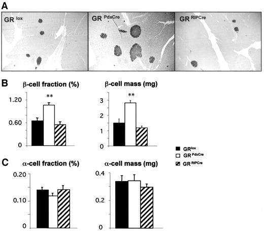 FIG. 5. Increased β-cell mass in GRPdx-Cre mice. A: GRPdx-Cre mice have giant islets. B: β-Cell fraction and β-cell mass are increased in GRPdx-Cre adult female mice, whereas GRRIP-Cre mice are undistinguishable from control mice. C: α-Cell fraction and mass are unaffected in both mutants compared with the controls. Values are means ± SE; *P < 0.05, **P < 0.01 compared with the control group.