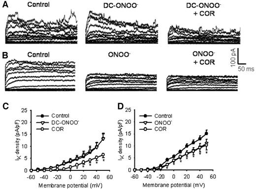 FIG. 3. A and B: Sample traces of whole-cell K+ current in VSMCs. Currents were elicited by 10-mV depolarizing steps from −60 mV to 50 mV. Cell capacitance was 7 pF (DC-ONOO−) and 8 pF (ONOO−). C and D: I-V relationships of K+ current (IK) density in cells that were treated with either DC-ONOO− or ONOO−, respectively. *P < 0.05 vs. control.