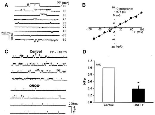 FIG. 4. A: Unitary Kv current elicited at different patch potentials (PP). B: Kv current amplitudes (I) plotted as a function of PP revealed a single-channel conductance of 75 pS (n = 3). C: Recording of unitary Kv currents before and after authentic 5 μmol/l ONOO−. D: Average open-state probability (NPo) before and after ONOO− (n = 5). *P < 0.05 vs. control.