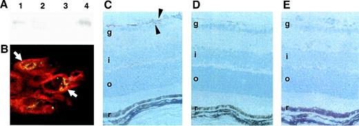 FIG. 2. Ob-Rb expression in retinas. A: Western blot analysis of Ob-Rb in cultured cells from the porcine retina and cerebral tissues. Lane 1, cultured retinal endothelial cells; lane 2, cultured retinal glial cells; lane 3, cerebral cortex; lane 4, hypothalamus. Equal amounts of protein (30 μg/lane) were subjected to Western blotting. B: Double staining of Ob-Rb (green) and lectin (red, endothelial cell marker) in the retina. Arrows indicate colocalization of Ob-Rb and lectin in neovascular tufts of wild-type mice with oxygen treatment. C: Immunostaining of Ob-Rb in a cross section of the retina of wild-type mice with oxygen treatment. Arrowheads indicate immunostaining of Ob-Rb in neovascular tufts. D: Immunostaining of Ob-Rb in the retina of wild-type mice without oxygen treatment. E: Negative control; the primary antibody preincubated with the immunizing peptide was used. The ganglion cell layer (g), inner nuclear layer (i), outer nuclear layer (o), and retinal pigment epithelium (r) are indicated in C–E.