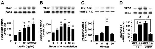 FIG. 4. Role of the leptin signaling in VEGF mRNA induction in cultured PRECs. A: Dose-dependent induction of VEGF mRNA by leptin treatment in PRECs. PRECs were treated with various concentrations of leptin (0, 1, 10, 100, and 1,000 ng/ml) for 6 h. *P < 0.05 vs. 0 ng/ml; n = 6. B: Time course of leptin-induced VEGF gene expression. PRECs were treated with 100 ng/ml leptin for the time indicated (0, 1, 3, 6, 12, and 24 h). *P < 0.05 vs. 0 h; n = 6. C: Phosphorylation of STAT3 by leptin treatment in PRECs. PRECs were treated with 100 ng/ml leptin for the time indicated (0, 5, 15, and 30 min). *P < 0.05 vs. 0 min; n = 4. D: Role of STAT3 in leptin-induced VEGF expression in PRECs. c.a., constitutively activated STAT3; d.n., dominant-negative STAT3. #P < 0.01; n = 6.