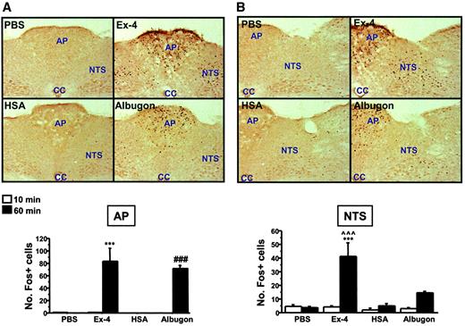 FIG. 6. IP Albugon and Ex-4 increase c-FOS levels in the mouse CNS. Representative photomicrographs are shown of c-FOS–stained coronal brain sections of area postrema (AP) (A), NTS (B), hypothalamic parabrachial nucleus (PB) (C), central nucleus of the amygdala (CeA) (D), and paraventricular nucleus of the hypothalamus (PVH) (E) from wild-type mice at 60 min after IP injection of PBS, Ex-4 (11 nmol/kg), HSA (110 nmol/kg), or Albugon (110 nmol/kg). No hypoglycemia was detected after administration of either Albugon or Ex-4 in these experiments. Original magnification, ×200. CC, central canal; 3V, third ventricle. The number of c-FOS immunopositive (Fos+) cells are depicted below the corresponding CNS section. Data are presented as means ± SE; n = 3 mice/treatment. ***P < 0.001 for Ex-4–vs. PBS-treated mice at 60 min; #P < 0.05, ###P < 0.001 for Albugon- vs. HSA-treated mice at 60 min; ∧∧P < 0.01, ∧∧∧P < 0.001 for Ex-4–vs. Albugon-treated mice at 60 min.