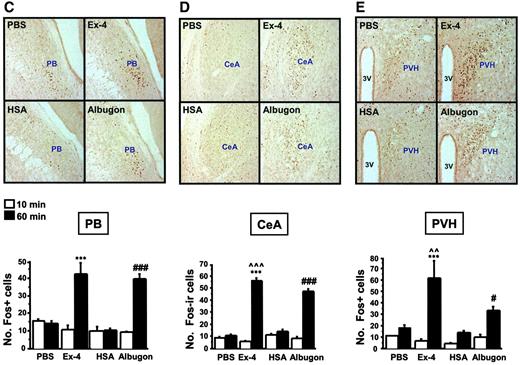 FIG. 6. IP Albugon and Ex-4 increase c-FOS levels in the mouse CNS. Representative photomicrographs are shown of c-FOS–stained coronal brain sections of area postrema (AP) (A), NTS (B), hypothalamic parabrachial nucleus (PB) (C), central nucleus of the amygdala (CeA) (D), and paraventricular nucleus of the hypothalamus (PVH) (E) from wild-type mice at 60 min after IP injection of PBS, Ex-4 (11 nmol/kg), HSA (110 nmol/kg), or Albugon (110 nmol/kg). No hypoglycemia was detected after administration of either Albugon or Ex-4 in these experiments. Original magnification, ×200. CC, central canal; 3V, third ventricle. The number of c-FOS immunopositive (Fos+) cells are depicted below the corresponding CNS section. Data are presented as means ± SE; n = 3 mice/treatment. ***P < 0.001 for Ex-4–vs. PBS-treated mice at 60 min; #P < 0.05, ###P < 0.001 for Albugon- vs. HSA-treated mice at 60 min; ∧∧P < 0.01, ∧∧∧P < 0.001 for Ex-4–vs. Albugon-treated mice at 60 min.