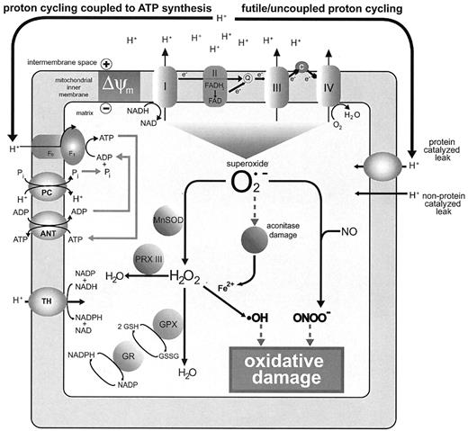 FIG. 1. Mitochondrial oxidative damage. The mitochondrial respiratory chain (top) passes electrons from the electron carriers NADH and FADH2 through the respiratory chain to oxygen. This leads to the pumping of protons across the mitochondrial inner membrane to establish a proton electrochemical potential gradient (ΔμH+), negative inside: only the membrane potential (Δψm) component of ΔμH+ is shown. The ΔμH+ is used to drive ATP synthesis by the F0F1ATP synthase. The exchange of ATP and ADP across the inner membrane is catalyzed by the adenine nucleotide transporter (ANT) and the movement of inorganic phosphate (Pi) is catalyzed by the phosphate carrier (PC) (top left). There are also proton leak pathways that dissipate ΔμH+ without formation of ATP (top right). The respiratory chain also produces superoxide (O2·−), which can react with and damage iron sulfur proteins such as aconitase, thereby ejecting ferrous iron. Superoxide also reacts with nitric oxide (NO) to form peroxynitrite (ONOO−). In the presence of ferrous iron, hydrogen peroxide forms the very reactive hydroxyl radical (·OH). Both peroxynitrite and hydroxyl radical can cause extensive oxidative damage (bottom right). The defenses against oxidative damage (bottom left) include MnSOD, and the hydrogen peroxide it produces is degraded by glutathione peroxidase (GPX) and peroxiredoxin III (PRX III). Glutathione (GSH) is regenerated from glutathione disulfide (GSSG) by the action of glutathione reductase (GR), and the NADPH for this is in part supplied by a transhydrogenase (TH).