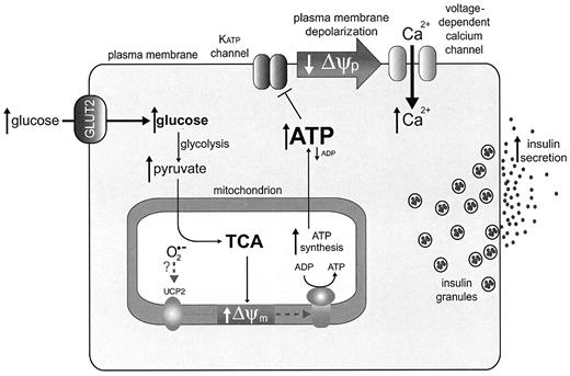 FIG. 3. Role of β-cell mitochondria in sensing increases in plasma glucose and inducing insulin secretion. Elevated plasma glucose leads to an increase in the cytoplasmic concentration due to uptake though a glucose transporter (GLUT2). This increases the supply of pyruvate to the mitochondrial tricarboxylic acid cycle (TCA), which leads to an increase in the NADH/NAD ratio, an elevated mitochondrial membrane potential (Δψm), and increased ATP synthesis. The greater cytosolic ATP/ADP ratio inhibits the plasma membrane ATP-dependent K+ (KATP) channel, leading to depolarization of the plasma membrane potential (Δψp) and influx of calcium, which drives the release of insulin into the plasma. Thus, the activity of β-cell mitochondria is central to GSIS. The proposed activation of UCP2 within β-cell mitochondria by superoxide is indicated.