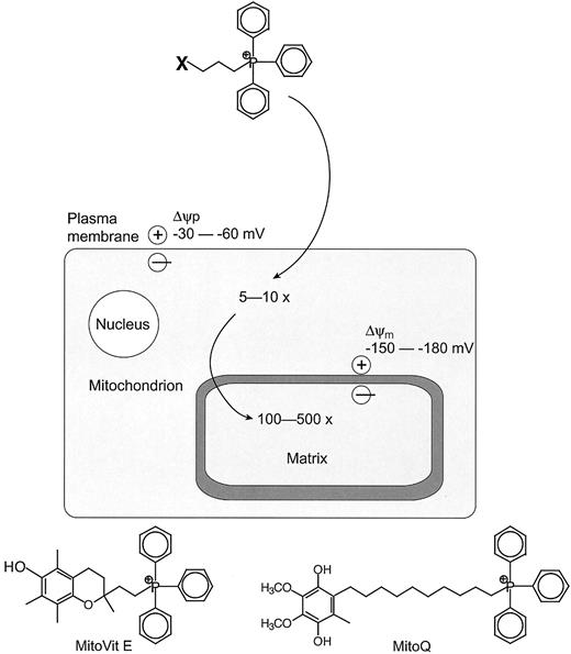 FIG. 4. Mitochondria-targeted antioxidants. A generic mitochondria-targeted antioxidant is shown constructed by the covalent attachment of an antioxidant moiety (X) to the lipophilic triphenylphosphonium cation. This molecule is accumulated 5- to 10-fold into the cytoplasm driven by the plasma membrane potential (Δψp) and then further accumulated into the mitochondria 100- to 500-fold driven by the mitochondrial membrane potential (Δψm). The structures on the bottom are of two targeted antioxidants, MitoVit E and mitochondria-targeted Coenzyme Q (MitoQ).
