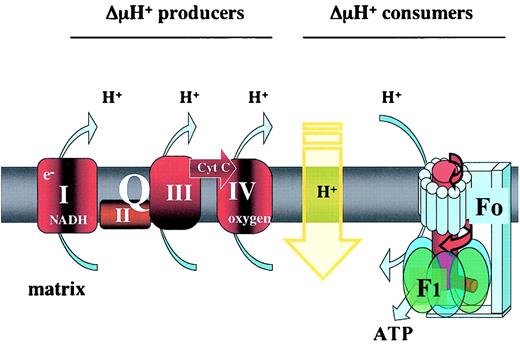 FIG. 1. The mitochondrial proton gradient generated by complexes of respiratory chain is used by F0-F1-ATP synthase to phosphorylate ADP. Another mechanism consuming the gradient and lowering ATP synthesis is proton leak (yellow arrow). The reentry of protons in the matrix noncoupled with ATP synthesis is an energy-dissipating mechanism. The brown fat UCP1 is an example of mitochondrial proton leak. Cyt C, cytochrome C; ΔμH+, proton electrochemical gradient; e−, electron; F0, membranous part of ATP-synthase; F1, catalytic part of ATP-synthase.