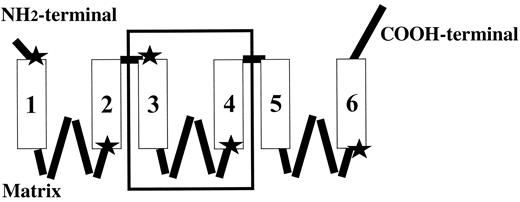 FIG. 2. Model for UCPs and anion carriers of the mitochondrial inner membrane. The protein is made of six transmembrane domains (numbers 1–6) linked by hydrophilic segments. The UCPs and mitochondrial anion transporters have a triplicated structure, with every third (the central third is framed) being made of two α-helices and a polar domain. Stars indicate position of extremities of transmembrane domains of UCP1 identified using specific antibodies (work performed in the laboratory of the authors [3,5]). The three UCPs and all anion transporters of the inner mitochondrial membrane share the same organization.