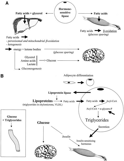 FIG. 3. Metabolic steps that are stimulated by PPARs in the fasted and fed state. A: Fasted state: fat mobilization and oxidation; glucose production and sparing. The steps that are stimulated by the activation of PPAR-α are indicated by bold arrows. B: Fed state: fat storage and glucose utilization. The steps that are stimulated by the activation of PPAR-γ are indicated by bold arrows.