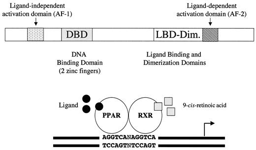 FIG. 1. General structure and mechanism of action of PPARs. PPAR isoforms share a common domain structure and molecular mechanism of action.