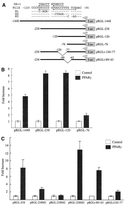 FIG. 2. The LGK promoter contained functional PPRE. A: Structures of LGK promoter luciferase reporter constructs. DNA sequences of the wild-type and mutant versions of the promoter element were shown to define the PPRE. The hexameric consensus sequences are underlined with arrows, and mutated nucleotides are shown. B: Luciferase reporter constructs under the control of the rat LGK promoter spanning from −1448, −238, −120, or −76 to +127, respectively, were cotransfected into Alexander cells with (▪) or without (□) the indicated PPAR-γ/RXR-α expression vector. C: Luciferase reporter constructs under control of the LGK minimal promoter or its mutants were transfected into Alexander cells with (▪) or without (□) the indicated PPAR-γ/RXR-α expression vector. The cells were incubated for 18 h after transfection in the presence of appropriate ligands: 20 μmol/l troglitazone for PPAR-γ and 1 μmol/l 9-cis retinoic acid for RXR-α. Normalized luciferase activities are shown as means ± SD of three independent experiments in triplicate and are expressed as the fold increase relative to the basal activity, respectively, in the absence of the expression vectors and ligands.