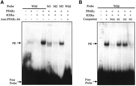 FIG. 3. Binding of PPAR-γ/RXR-α heterodimer to LGK-PPRE. A: EMSA of RGL-120/-77 (wild) using in vitro translated PPAR-γ and RXR-α. 32P-labeled double-strand oligonucleotides were incubated with in vitro translated PPAR-γ (2 μl) and/or RXR-α (2 μl) as indicated. Anti-PPAR-γ antibody (2 μl) was added into the reaction mixture. B: For competition experiments, 50-molar excess of RGL-120/-77 (wild), M1, M2, and M3 was included in the binding reaction. PR indicates the shifted band by the PPAR-γ/RXR-α heterodimer.