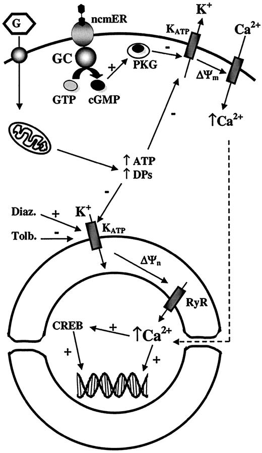 FIG. 4. Proposed model for the role of KATP channels on the nuclear membrane. ATP/ADP ratio and DPs are increased as a consequence of glucose metabolism. This increase closes plasma membrane KATP channels producing the depolarization of the plasma membrane, but also affects those KATP channels located on the nuclear membrane. Drugs such as tolbutamide and diazoxide can also act on nuclear KATP channels. Blockade of these channels produces a rise in nuclear transmembrane potential (ΔΨn), which leads to a Ca2+ release from the nuclear envelope to the nucleoplasm mainly through ryanodine receptor Ca2+ release channels (RyR). These nuclear Ca2+ signals modulate nuclear functions such as CREB (cAMP response element binding protein) phosphorylation and likely gene expression. The effect of 17β-estradiol upon binding to the nonclassical membrane estrogen receptor (ncmER) is also illustrated. The activation of this receptor enhances the production of cGMP, which in turn activates PKG. Subsequently, KATP channels close in a PKG-dependent manner, producing membrane depolarization and enhancing Ca2+ influx. ΔΨm, plasma membrane potential; Diaz., diazoxide; GC, guanylate cyclase; Tolb., tolbutamide.