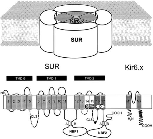 FIG. 1. Structure of KATP channels and its subunits. The binding regions of SUR for the insulinotropes and KATP channel openers are indicated (see text for details). CL, cytosolic loop; NBF, nucleotide binding fold.