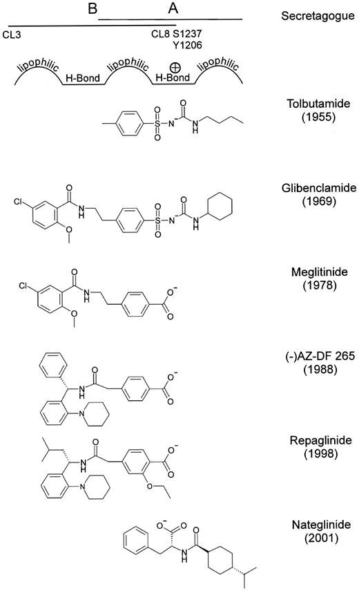 FIG. 2. Structure of sulfonylureas and glinides. The compounds are aligned according to the position of the negative charge and in accordance with their classification as type A, A + B, or B ligands. Binding site A contains in the cytosolic loop 8 in position 1237 Ser, which, in SUR2 corresponds to Tyr 1206 (mouse numbering). For drugs on the market, the year of the market launch is given; for the other compounds, the year of the first publication is given.