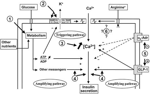 FIG. 1. Schematic representation of the triggering and amplifying pathways involved in the control of insulin secretion by glucose and other agents, and identification of potential sites of action (1–6) for pharmacological insulin secretagogues. +, stimulation; −, inhibition. See also Table 1.