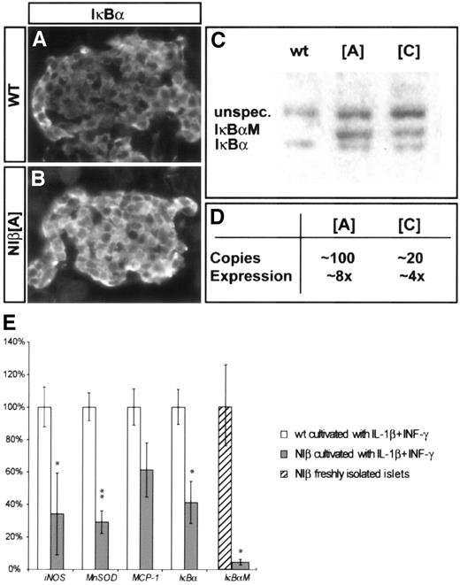 FIG. 2. Expression and activity of IκBα/IκBαM in adult pancreatic islet cells. A and B: Immunohistological analyses using anti-IκBα antibodies show that IκBα is highly expressed in α-cells in adult pancreas and at lower levels in the centrally located β-cells (A). WT, wild type. B: In NIβ islets, an increased, high level of IκBα/IκBαM expression is observed in β-cells. C: Western blot analysis of islets isolated from wild-type (wt) and two independent transgenic lines (A and C) showing expression of both the endogenous IκBα and the mutant IκBαM. D: Correlation between transgene copy number and expression levels normalized to endogenous IκBα levels. E: In vitro expression of IκBαM and cytokine induced NF-κB–regulated genes by real-time PCR. Cytokine-stimulated NIβ islets express significantly reduced levels of iNOS, MnSOD, and Iκβα compared with wild-type islets. Cytokine-stimulated NIβ islets express 4.4% IκBαM compared with freshly isolated NIβ islets (n = 3). Data are average values ± SE. IL, interleukin; INF, interferon. *P < 0.05; **P < 0.01.