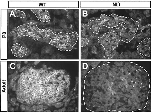 FIG. 7. GLUT2 expression is perturbed in NIβ mice. A–D: Analyses of GLUT2 expression in neonatal (A and B) and adult (C and D) wild-type (WT) (A and C) and NIβ (B and D) mice show that GLUT2 expression is impaired in β-cells of NIβ mice. Dotted lines delineate islet (D) and endocrine clusters (A and B).