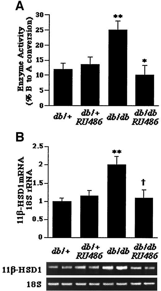 FIG. 1. Comparison of 11β-HSD1 activity (A) and mRNA expression (B) in the livers of db/+ mice that were treated with vehicle (db/+), db/+ mice that were treated with RU486 (db/+ RU486), db/db mice that were treated with vehicle (db/db), and db/db mice that were treated with RU486 (db/db + RU486) for 3 weeks. A: Enzyme activity expressed as percentage conversion of [3H]B to [3H]A. B: Expression and relative quantification of enzyme mRNA levels expressed relative to the amount of 18S rRNA. Values are means ± SE; n = 6 mice/group. **P < 0.001 vs. db/+ controls; *P < 0.001 vs. db/db mice; †P < 0.01 vs. db/db mice.