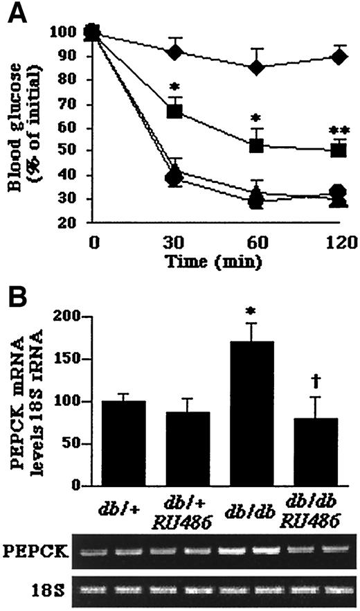 FIG. 3. A: Insulin tolerance test in db/+ mice that were treated with vehicle (•; db/+), db/+ mice that were treated with RU486 (▴; db/db), db/db mice that were treated with vehicle (⧫; db/db), and db/db mice that were treated with RU486 (▪; db/db + RU486) for 3 weeks. Blood samples were collected from the tail at the indicated time, and glucose levels were measured. B: PEPCK mRNA expression and relative quantification of PEPCK mRNA levels in livers of db/+ mice that were treated with vehicle (db/+), db/+ mice that were treated with RU486 (db/+ RU486), db/db mice that were treated with vehicle (db/db), and db/db mice that were treated with RU486 (db/db + RU486). Values are means ± SE; n = 4–5 mice/group. *P < 0.01 vs. db+ controls; **P < 0.001 vs. db/db mice; †P < 0.005 vs. db/db controls.