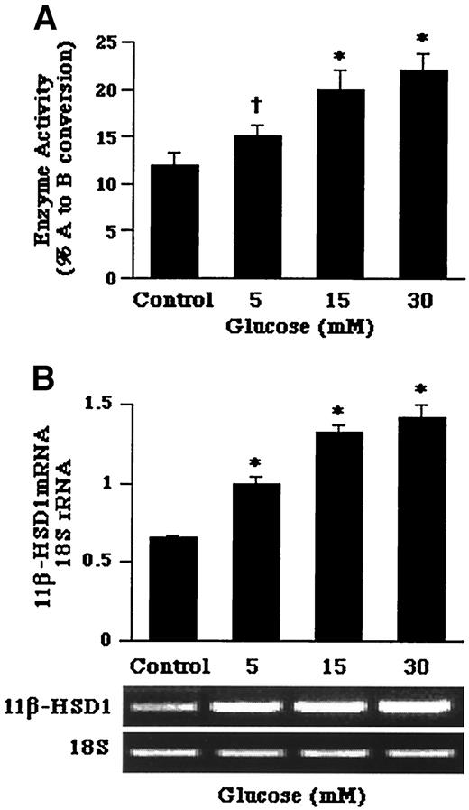 FIG. 6. Effects of glucose on 11β-HSD1 activity (A) and mRNA expression (B) in primary cultures of hepatocytes from db/db mice. A: Enzyme activity expressed as percentage conversion of [3H]A to [3H]B. B: 11β-HSD1 mRNA levels were determined by semiquantitative RT-PCR and expressed relative to the amount of mRNA found in controls. Hepatocytes were incubated in glucose-free media with indicated concentrations of glucose (5–30 mmol/l) for 72 h. Values are the means ± SE from three separate culture preparations. †P < 0.05 vs. controls; *P < 0.01 vs. controls.