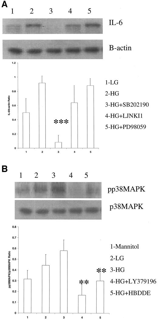FIG. 4. A: Effect of MAPK inhibitors on IL-6 release from THP-1 cells. Cells were cultured in the presence and absence of inhibitors of p38MAPK, JNK, and ERK, and IL-6 Western blots were performed using β-actin as loading control, as described in research design and methods (n = 4). B: Effect of PKC inhibitors on p38MAPK on THP-1 cells. Cells were cultured in presence and absence of inhibitors of PKC, and pp38MAPK Western blots were performed using p38MAPK as loading control as described in research design and methods (n = 4). **P < 0.01 compared with high glucose; ***P < 0.001 compared with high glucose. HG, high glucose; LG, low glucose.