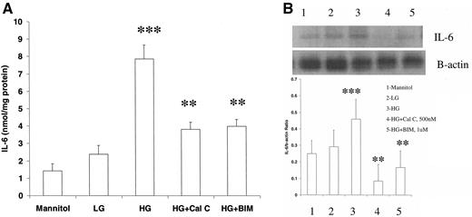 FIG. 2. Effect of PKC inhibitors on IL-6 release (A) and IL-6 protein by Western blot (B) from THP-1 cells. C: Cells were cultured in the presence and absence of a PKC-α/β inhibitor (HBDDE, 50 μmol/l) and the PKC-β2 inhibitor LY379196 (30 nmol/l), as described in research design and methods (n = 4). Data are expressed as the means ± SD, and asterisks denote significant differences: *P < 0.05 compared with high glucose; **P < 0.01 compared with high glucose; ***P < 0.001 compared with normal glucose. BIM, bisindoleyl maleimide; Cal C, calphostin C; HG, high glucose; LG, low glucose.