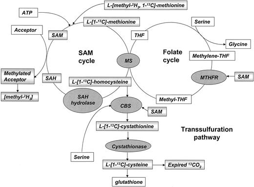 FIG. 1. Pathways of methionine and homocysteine metabolism, with depiction of routes of entry, transfer, and disposal into and out of the different pools, of the carboxyl (13C) and the (2H3) methyl tracers. On the left side of the figure, the S-adenosylmethionine (SAM) cycle is depicted, and on the right the folate cycle is shown. Shaded boxes indicate labeled compounds, rounded boxes the enzymatic steps, and square white boxes unlabeled substrates. The bi-labeled [1-13C, methyl-2H3]methionine enters the S-adenosylmethionine cycle, where it loses the [methyl-2H3] tracer to a methylated acceptor at the demethylation step. The resulting mono-labeled [1-13C]homocysteine and, after remethylation, the [1-13C]methionine are returned back to the S-adenosylmethionine cycle. The [13C]homocysteine enters the transsulfuration pathway, where the 13CO2 is lost at the site of cysteine catabolism. MS, methionine synthase; SAH, s-adenosylhomocysteine; THF, tetra-hydro-folate.