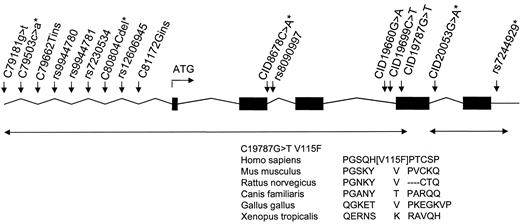 FIG. 1. CIDEA gene SNPs and homology comparison in the exon 4 region harboring the V115F substitution. Polymorphisms were detected by sequencing exons and surrounding regions in women (n = 24–48). Arrows, haploblock inferred by SNPHAP and attached program. *Allele frequency <5% in sequenced women.