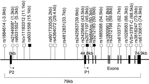 FIG. 1. Relative positions of 21 SNPs within the HNF4α locus selected for analysis in Pima Indians. ○, SNPs analyzed for type 2 diabetes in Pima Indians and either Finns or Ashkenazi Jews (or both); □, SNPs analyzed for type 2 diabetes in Pima Indians only; •, SNP (rs3212183) associated with type 2 diabetes in both Pima Indians and Finns; ▪, SNPs (rs2071197 and rs6031558) associated with type 2 diabetes in Pima Indians not typed in other populations. rs2144908* is in complete genotypic concordance with rs1884614; rs6031552* is in complete genotypic concordance with rs6031558.