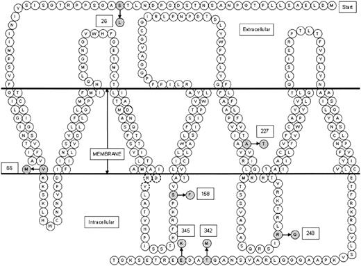 FIG. 1. Cellular locations of amino acids in the MCHR1 seven-helix transmembrane protein. Location of the seven amino acid changes identified in this study are shown shaded with boxed numbers indicating their position. The bold outline amino acid in the third transmembrane domain indicates the location of residue 123 aspartic acid, which is the critical binding and transduction site. The highly conserved DRY triplet is shown with dashed lines at the start of the second intracellular loop.