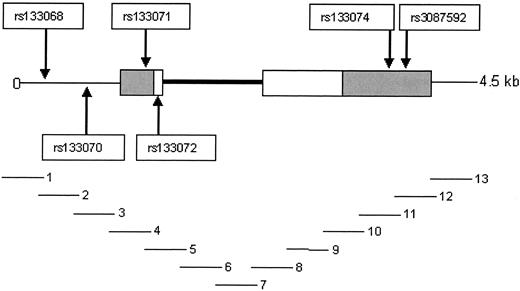 FIG. 2. Structure of the MCHR1 gene and location of frequent SNPs. ▪ indicates exons, with shaded region indicating untranslated regions. Bold line indicates the single intron. □ indicates SNPs with their National Institutes of Health dbSNP rs numbers. Below the gene structure, the 13 overlapping sequencing fragments are indicated.