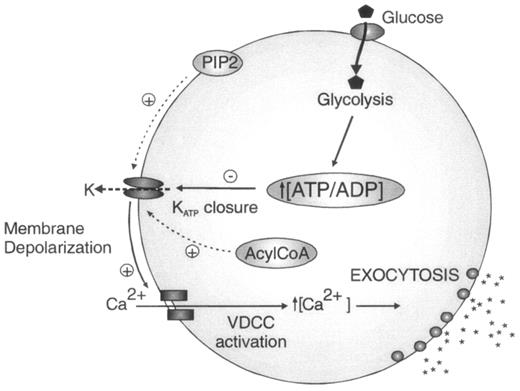 FIG. 1. The role of pancreatic KATP channel in insulin secretion. Elevated blood glucose increases glucose metabolism in the β-cell and elevates [ATP]/[ADP]i. This metabolic signal closes KATP channels, causing depolarization, activation of voltage-dependent Ca2+ channels, Ca2+ entry, and insulin exocytosis. Various additional effectors, including PIP2 and acyl CoAs, act to modulate ATP sensitivity of the channel and can thereby affect the coupling of metabolism to secretion.