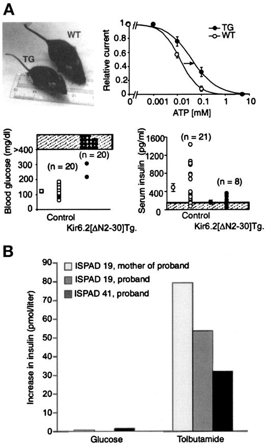FIG. 2. KATP channel–dependent diabetes in mouse and humans. A: Upper left: In Kir6.2[ΔN30]-expressing transgenic (TG) mice, only 3 of ∼150 F1 transgenic mice survived to weaning (11). Those that did were approximately two-thirds the body weight of wild-type (WT) littermates. Upper right: Steady-state dependence of KATP channel current on [ATP] was shifted approximately fivefold to higher [ATP] in membrane patches from transgenic β-cells. Lower: Blood glucose (left) and serum insulin (right) levels were at or outside the level of detection in 2- to 4-day neonatal transgenic mice (11). B: Peak serum insulin levels compared with baseline in three permanent neonatal diabetes patients carrying R201 mutations in Kir6.2. Glucose, administered intravenously at 0.3 g/kg, failed to elicit an insulin response, but significant insulin was released in response to tolbutamide (at 3 mg/kg). ISPAD, International Society for Pediatric and Adolescent Diabetes. Republished from Gloyn et al. (27) with permission.