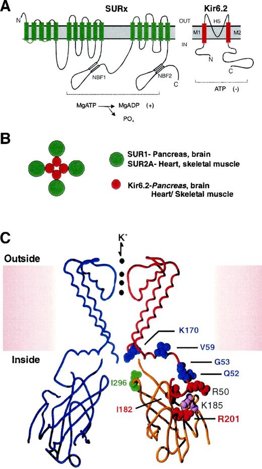 FIG. 3. Molecular basis of KATP channel–induced diabetes. A: Membrane topology of SUR1x and Kir6.2 subunits of the KATP channel. ATP inhibits KATP channels by binding to the Kir6.2 subunit. Nucleotide hydrolysis at the SUR1 nucleotide-binding folds (NBFs), or MgADP binding, is thought to counteract the inhibitory effect of ATP. B: Predicted octameric structure of KATP channel. The functional channel consists of SUR1 or SUR2A and Kir6.2 subunits in a 1:1 stoichiometry. As shown from the top view, four Kir6.2 subunits surround and form a central pore. C: Ribbon diagram of two opposing cytoplasmic domains and two opposing transmembrane domains of Kir6.2, modeled on the crystal structure of KirBac1.1 (86). Many Kir6.2 residues mutated in human neonatal diabetes are indicated, together with K185, which is an additional residue that is predicted to line the ATP-binding cavity (see text for complete list of Kir6.2 residues mutated in neonatal diabetes). Residues are classified as those putatively involved in ATP binding (red and pink) or in regulation of open-state stability (blue and green). The type 2 diabetes–associated polymorphism E23K is located in the far NH2-terminus, for which a predicted structural location is unavailable.