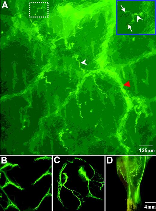 FIG. 1. Photomicrographs showing the cutaneous nerve fibers in the skin surface of the leg (A) and the innervation patterns of YFP nerve fibers in abdominal (B), diaphragm (C), and lower-leg (D) muscles. The inset on the upper right-hand corner shows the magnified image of a highlighted small nerve fiber. The white arrowheads point to the primary small fibers, and the white arrows point to the secondary small fibers. The red arrowhead points to the large fiber running in parallel to the skin surface.