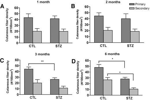 FIG. 3. The histograms showing that primary and secondary cutaneous YFP fiber densities were unchanged after 1 (A) and 2 (B) months of diabetes. The primary cutaneous fibers were reduced after 3 (C) and 6 (D) months of diabetes, while the secondary cutaneous fibers were reduced after 6 months of diabetes (D). n = ∼15–20 for both diabetic and nondiabetic groups. CTL, control; STZ, streptozotocin-induced diabetic mice; Primary, primary fibers; Secondary, secondary fibers. *P < 0.01, **P < 0.001 by Student’s t test.