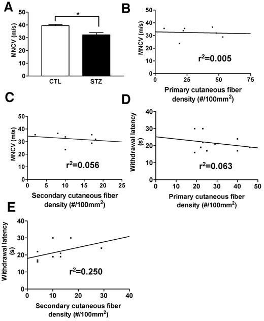 FIG. 7. The histogram showing the correlation of reduction of cutaneous small-fiber density and physiological deficits. MNCV was reduced in 6-months diabetic thy1-YFP mice (A). There was no correlation between MNCV slowing and decrease of cutaneous fiber density (B and C). There was also no correlation between the increase of withdrawal latency and the decrease of cutaneous fiber density (D and E) in 6-months diabetic mice. n = 9 for nondiabetic group, n = 7 for diabetic group. CTL, control; STZ, streptozotocin-induced diabetic mice. *P < 0.01 by Student’s t test.