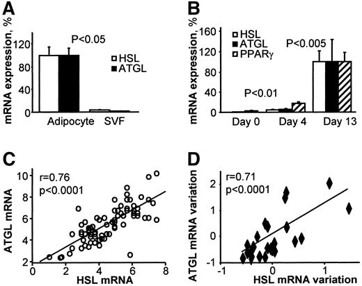 FIG. 4. HSL and ATGL gene expression in human adipose tissue. HSL and ATGL mRNA levels were quantified by reverse transcription-quantitative PCR and normalized with 18S rRNA levels. A: HSL and ATGL mRNA levels in isolated adipocytes and stromavascular fraction (SVF) from human adipose tissue (n = 6). B: Expression of HSL, ATGL, and peroxisome proliferator–activated receptor γ (PPARγ) mRNA during human preadipocyte differentiation (n = 5). C: Relationship between HSL and ATGL mRNA levels in subcutaneous adipose tissue from 80 obese women. D: Relationship between HSL and ATGL mRNA variation during a hypocaloric diet in subcutaneous adipose tissue from 24 obese women. HSL and ATGL mRNA levels were measured before and after a 10-week hypocaloric diet. The variations are calculated as follows for each individual: (mRNA level after the diet − mRNA level before the diet)/mRNA level before the diet.