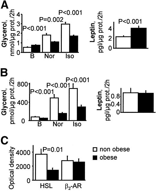 FIG. 5. Lipolysis, leptin secretion, and HSL expression in mature adipocytes and differentiated preadipocytes from obese and lean subjects. A: Glycerol and leptin release in isolated mature adipocytes from 42 lean and 81 obese subjects. B: Glycerol and leptin release in preadipocytes differentiated in primary culture from 42 lean and 81 obese subjects. C: Protein expression of HSL and β2-adrenoceptor (β2-AR) in differentiated human preadipocytes from 14 obese and 7 lean subjects determined by Western blot analysis.