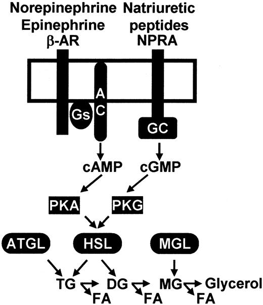 FIG. 6. Model for stimulatory pathways in human adipose tissue lipolysis. For the sake of clarity, important nonenzymatic modulators of the lipolytic process such as perilipins are not shown. AC, adenylyl cyclase; AR, adrenoceptor; DG, diglyceride; FA, fatty acid; GC, guanylate cyclase; Gs, stimulatory G protein; MG, monoglyceride; MGL, monoglyceride lipase; NPRA, natriuretic peptide receptor A; PKA, protein kinase A; PKG, protein kinase G; TG, triglyceride.