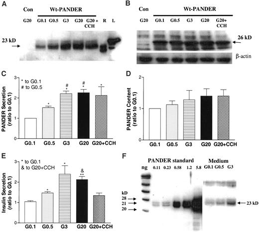 FIG. 1. Glucose stimulated PANDER secretion using a 24-h incubation protocol in β-TC3 cells. On the morning after transfection, the transfection medium was replaced with 2 ml RPMI-1640 (1% FBS) containing 0.1 mmol/l glucose (G0.1), 0.5 mmol/l glucose (G0.5), 3 mmol/l glucose (G3), 20 mmol/l glucose (G20), and 20 mmol/l glucose (G20) + 0.5 mmol/l CCH, and then the cells were cultured for 24 h. The samples were treated and Western blot performed as described in research design and methods. A: Representative Western blot of secreted PANDER. R, recombinant PANDER protein; L, cell lysate. B: Representative Western blot of PANDER content. C: Quantification of A with data normalized to the G0.1 value. D: Quantification of B with data normalized to G0.1 value. E: Insulin secretion (from medium of panel A) normalized to G0.1 value, which was 540 ± 60 ng insulin/well. F: Determination of the absolute secreted PANDER concentration in the medium by recombinant PANDER standard curve. Con, control cells transfected with pShuttle vehicle. Wt-PANDER, cells transfected with pShuttle containing wild-type PANDER gene. The data were collected from at least five independent experiments. *P < 0.05 vs. control G0.1 level.