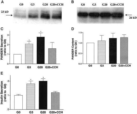 FIG. 2. Glucose stimulated PANDER secretion using a 4-h incubation protocol in β-TC3 cells. The transfected cells were washed twice with 2 ml prewarmed KRBB before preincubating in 2 ml KRBB-G3 for 1 h. They were then incubated in 2 ml KRBB containing no glucose (G0), 3 mmol/l glucose (G3), 20 mmol/l glucose (G20), and 20 mmol/l glucose (G20) + 0.5 mmol/l CCH for 4 h. The medium was collected and centrifuged and the cells lysed. Western blot was performed as described in research design and methods. A: Representative Western blot of secreted PANDER. B: Representative Western blot of PANDER content. C: Quantification of secreted PANDER, data normalized to the G0 value. D: Quantification of PANDER content, data normalized to the G0 value. E: Insulin secretion in the same medium as in A. Data are normalized to G0 value, which was 210 ± 30 ng insulin/well. The data were collected from at least five independent experiments. *P < 0.05 vs. control G0.